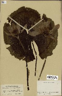 spécimen de Nymphaea capensis