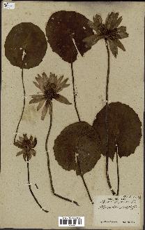 spécimen de Nymphaea capensis