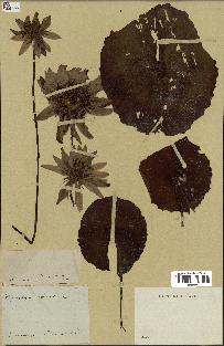 spécimen de Nymphaea capensis