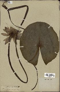 spécimen de Nymphaea stellata