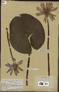 spécimen de Nymphaea stellata