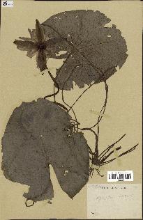 spécimen de Nymphaea stellata