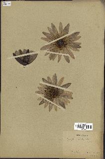 spécimen de Nymphaea stellata