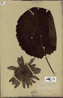 spécimen de Nymphaea stellata