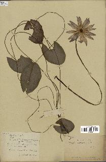 spécimen de Nymphaea stellata