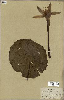spécimen de Nymphaea stellata