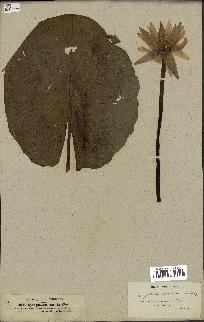 spécimen de Nymphaea stellata