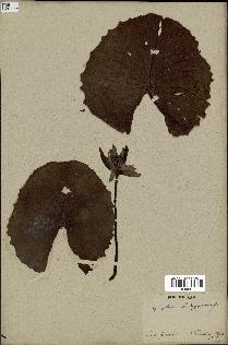 spécimen de Nymphaea stellata
