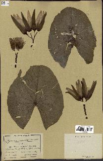 spécimen de Nymphaea stellata