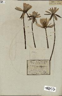 spécimen de Nymphaea stellata