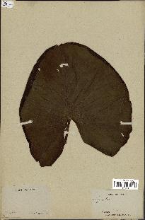 spécimen de Nymphaea stellata