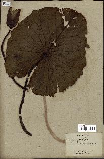spécimen de Nymphaea stellata
