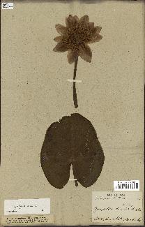 spécimen de Nymphaea alba