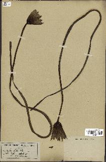 spécimen de Nymphaea stellata