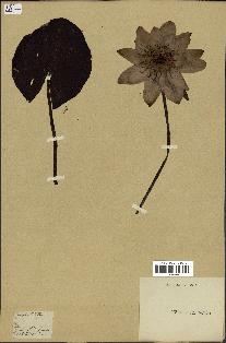 spécimen de Nymphaea alba