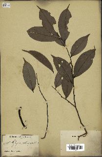 spécimen de Xylopia aethiopica