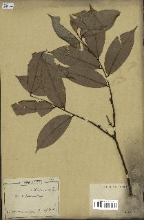 spécimen de Xylopia aethiopica
