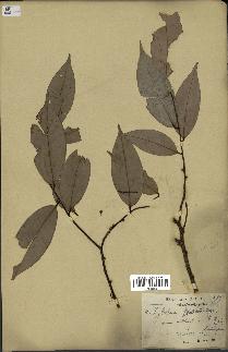spécimen de Xylopia aethiopica