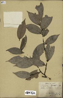 spécimen de Xylopia aethiopica