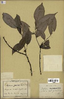 spécimen de Xylopia aethiopica