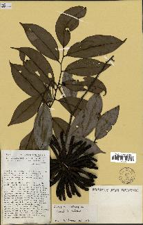 spécimen de Xylopia aethiopica