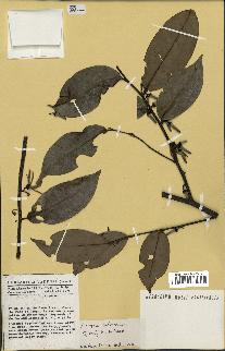 spécimen de Xylopia aethiopica