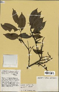 spécimen de Xylopia aethiopica