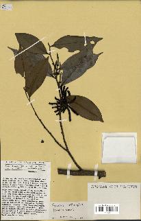 spécimen de Xylopia aethiopica