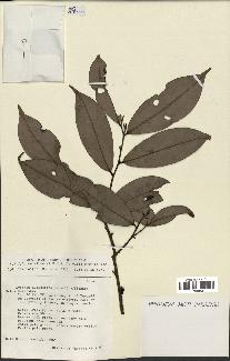 spécimen de Xylopia aethiopica