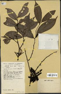 spécimen de Xylopia aethiopica