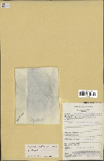 spécimen de Xylopia aethiopica
