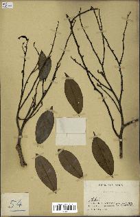 spécimen de Xylopia aethiopica