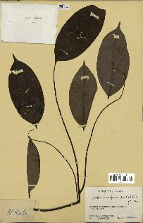 spécimen de Xylopia aethiopica