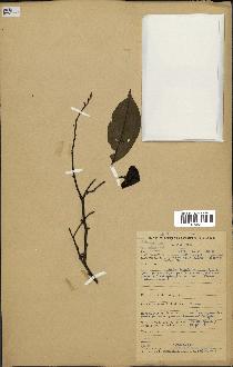 spécimen de Xylopia aethiopica