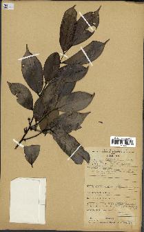 spécimen de Xylopia aethiopica