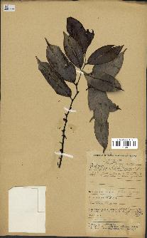 spécimen de Xylopia aethiopica