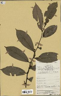 spécimen de Xylopia aethiopica