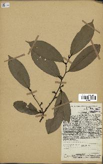 spécimen de Xylopia aethiopica