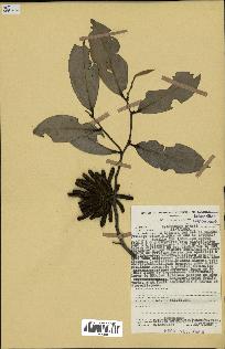 spécimen de Xylopia aethiopica