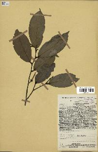 spécimen de Xylopia aethiopica
