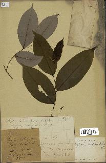 spécimen de Xylopia aethiopica
