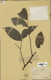 spécimen de Xylopia aethiopica