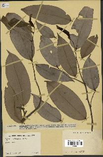 spécimen de Xylopia aethiopica