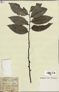 spécimen de Xylopia aethiopica