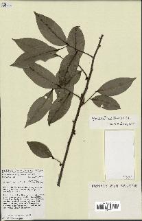 spécimen de Xylopia aethiopica