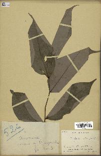 spécimen de Xylopia aethiopica