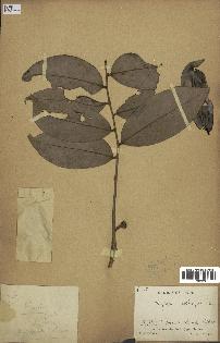 spécimen de Xylopia aethiopica