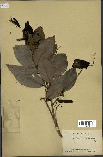 spécimen de Xylopia aethiopica