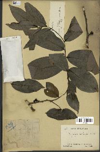 spécimen de Xylopia aethiopica