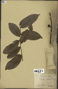spécimen de Xylopia aethiopica